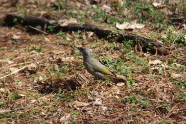 Picus kanusu yerde duruyor.