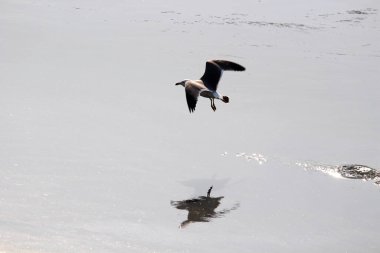 Denizde yaşayan martılar.