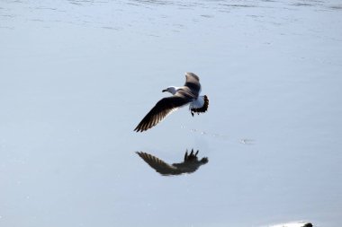 Denizde yaşayan martılar.