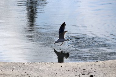 Denizde yaşayan martılar.