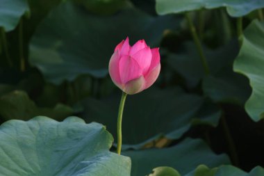 Suda nilüfer çiçeği