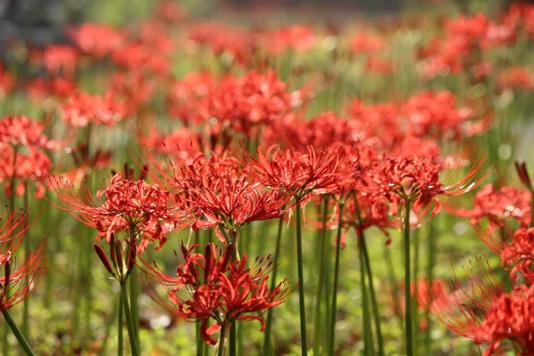 Güzel açan çiçekler, Lycoris radiata