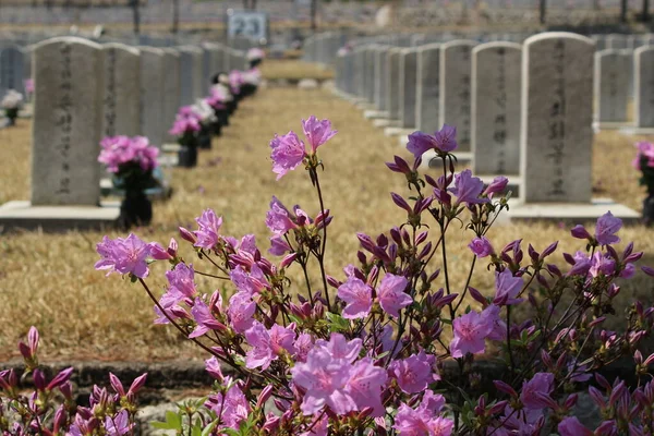 Resmi bir atmosferi olan Ulusal Mezarlık