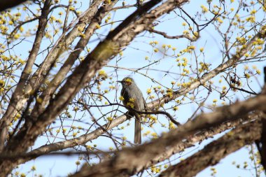 Cornus, baharı anons eden bir çiçek.