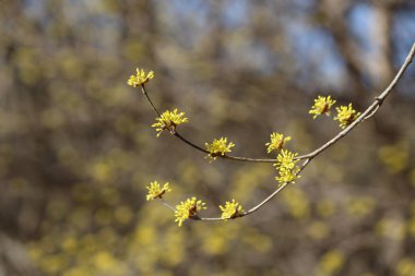Cornus, baharı anons eden bir çiçek.
