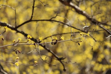 Cornus, baharı anons eden bir çiçek.