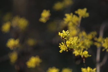 Baharı anons eden Cornus çiçeği