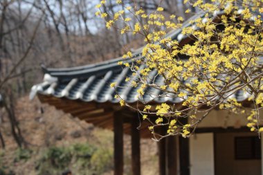 Baharı anons eden Cornus çiçeği