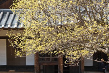 Baharı anons eden Cornus çiçeği