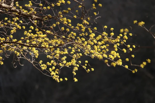 Cornus, baharı anons eden bir çiçek.