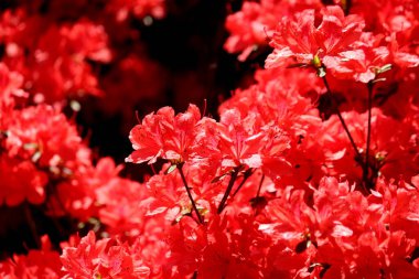 İlkbaharda açan çiçekler.