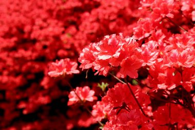 İlkbaharda açan çiçekler.