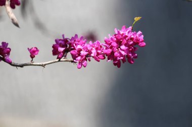 İlkbaharda açan çiçekler.