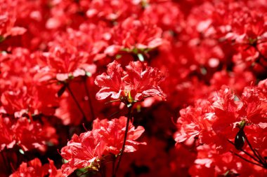 İlkbaharda açan çiçekler.