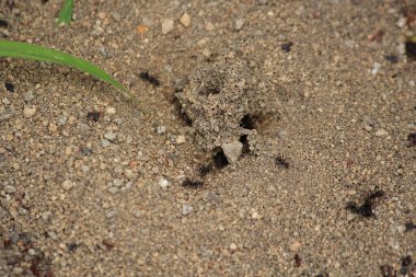 Ormanda yaşayan birçok böcek var.