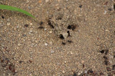 Ormanda yaşayan birçok böcek var.