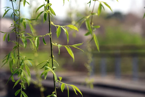 Baharda yeni bir filizlenme