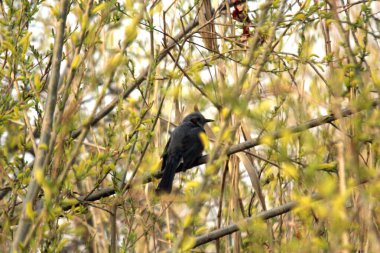 Söğüt dalına tünemiş bir kuş