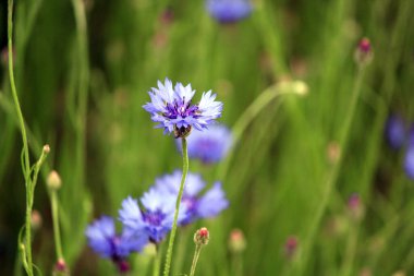 Yaz çiçekleri, Centaurea siyanüsü.