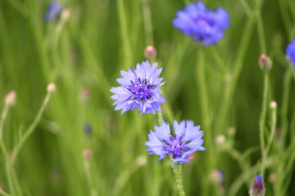 Летние цветы, Centaurea cyanus