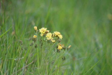 Yol kenarında çiçek açan Ixeris strigosa