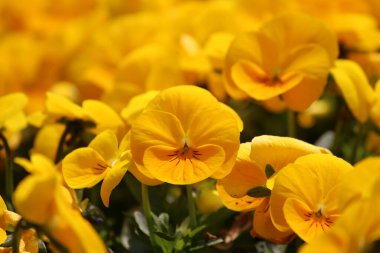 İlkbaharda tarlada açan çiçekler.