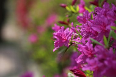 İlkbaharda tarlada açan çiçekler.
