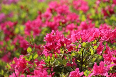 İlkbaharda tarlada açan çiçekler.