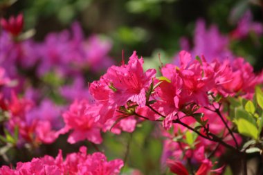İlkbaharda tarlada açan çiçekler.