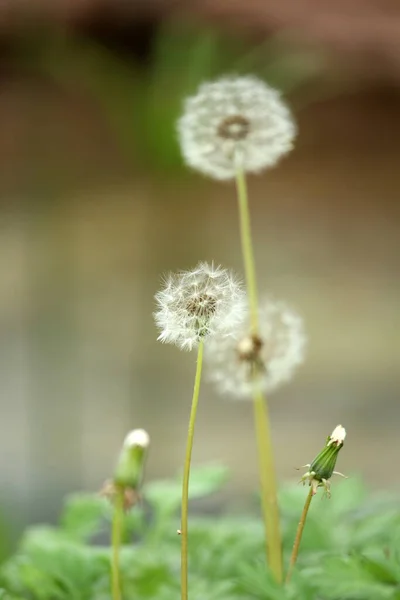 Yol kenarında filizlenen karahindiba tohumları