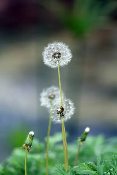 Yol kenarında filizlenen karahindiba tohumları