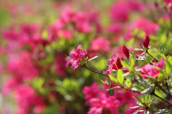 İlkbaharda tarlada açan çiçekler.