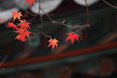 Sonbahar manzarasında yaprak döker