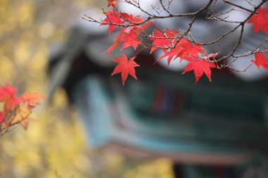 Sonbahar manzarasında yaprak döker