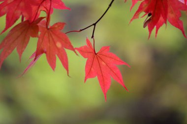 Sonbahar manzarasında yaprak döker