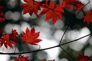 Sonbahar manzarasında yaprak döker