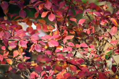 Sonbahar manzarasında yaprak döker