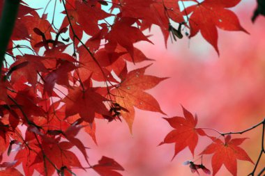 Sonbahar manzarasında yaprak döker