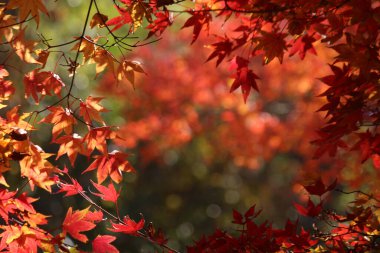 Sonbahar manzarasında yaprak döker