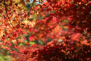 Sonbahar manzarasında yaprak döker