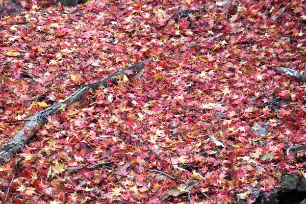 Sonbahar manzarasında yaprak döker