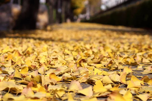 Sonbahar manzarasında yaprak döker