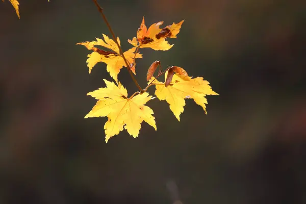 Sonbahar manzarasında yaprak döker