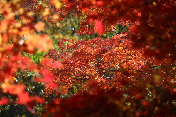 Sonbahar manzarasında yaprak döker