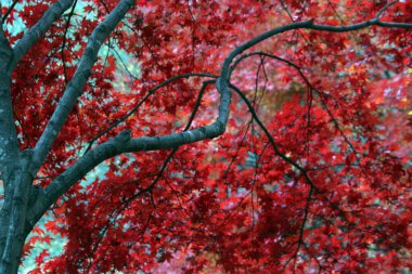 Sonbahar manzarasında yaprak döker