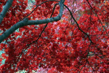 Sonbahar manzarasında yaprak döker