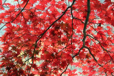 Sonbahar manzarasında yaprak döker