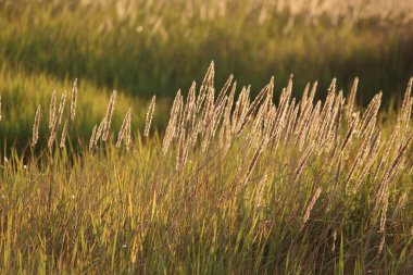 İlkbaharın sonunda açan çiçekler.