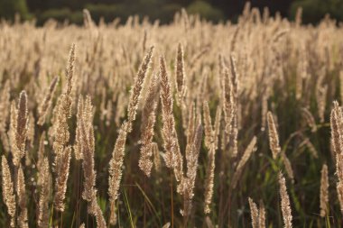 İlkbaharın sonunda açan çiçekler.