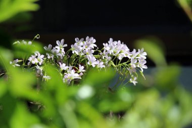Yaprakların gölgesinde saklı küçük çiçekler